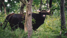 Coimbatore - Ooty - Wayanad - Coimbatore
