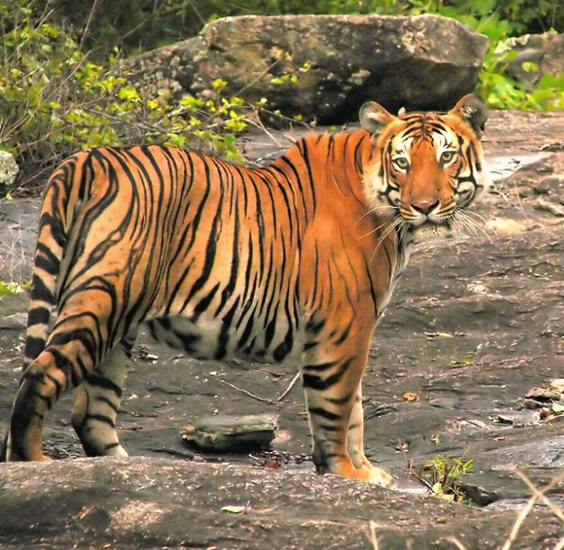 Kavya Tours & Travels Coimbatore - Tours & Travels
